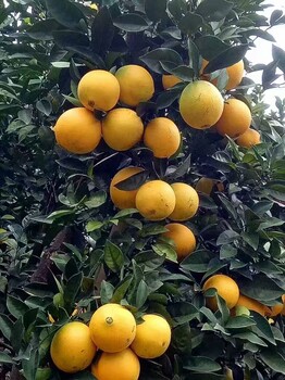 常德千思農(nóng)林臍橙苗基地長(zhǎng)虹臍橙臍橙嫁接苗紐荷爾臍橙苗批發(fā)