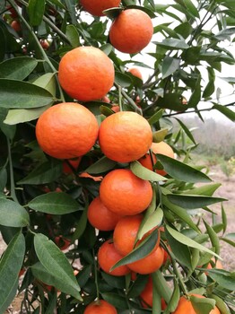 常德大型柑橘育苗企业直供株洲晚熟高糖世纪红柑橘苗