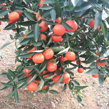 泸州种植什么晚熟柑橘新品种效益高选晚熟大雅一号世纪红柑橘苗