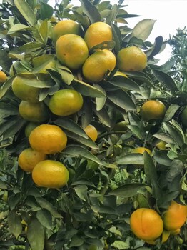 千思农林大分一号苗,惠州千思农林大分柑橘苗品种繁多