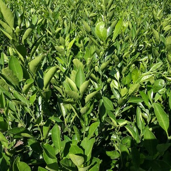 千思农林大分四号,茂名千思农林大分柑橘苗厂家