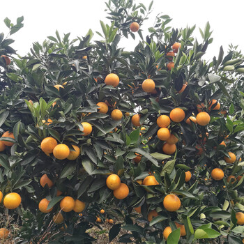 随州供应千思农林锦蜜冰糖橙苗,湖南锦蜜苗基地