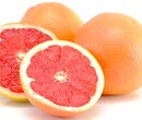 青岛进口葡萄柚服务好的公司图片