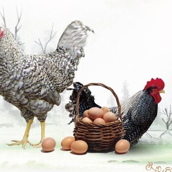 土鸡蛋农家散养新鲜土鸡蛋包装盒木几芦花初生蛋天然散养土鸡蛋30枚吃五谷口感鲜美浓浓蛋香基地直供