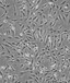 NALM-6复苏形式细胞系