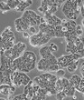MLO-Y4贴壁性好细胞系图片