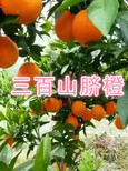 赣南脐橙批发红肉脐橙血橙现摘现发欢迎订购！价格3.80元/斤图片1