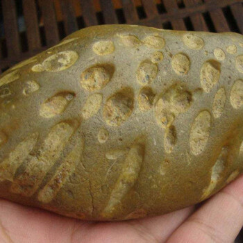 生物玉化石現(xiàn)金交易價格行情