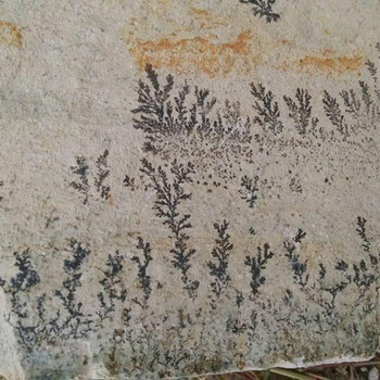 植物化石價(jià)格以及市場(chǎng)走勢(shì)