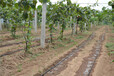 灌溉PE管润沃节水能源灌溉