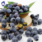 四川生态新鲜蓝莓蓝钻蓝莓鲜果+蓝钻蓝莓
