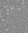 Nthy-ori3-1体外培养细胞系