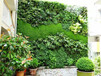 室内室外绿色植物墙植物绿雕设计施工报价合理提供优质售后服务