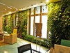 福建厦门酒店餐厅植物墙设计施工安装植物隔墙价格优惠