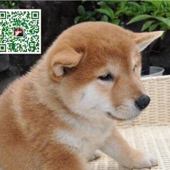 柴犬幼犬出售广州柴犬犬舍出售