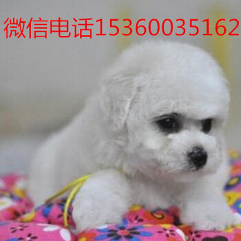 广州宠物公司比熊犬