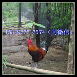 威远县鸡苗养殖技术