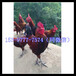  How much is the wholesale price of Ya'an native chicken fry