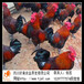  Bazhong Chicken Seedling Incubator Bazhong Chicken Seedling Wholesale