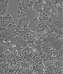 FHC四代传代细胞系图片5