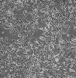 Nthy-ori3-1复苏传代细胞系图片3