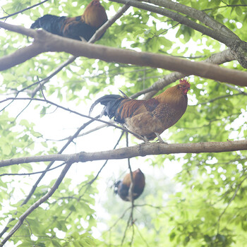 基地云南土鸡蛋土鸡土猪肉野猪肉等农产品