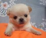 广州出售京巴幼犬宠物宠物出售京巴幼犬出售