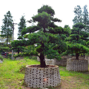 日本台湾大陆罗汉松黑松风景树园林景观风水树名贵树花卉盆栽盆景