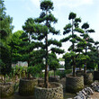 广东佛山供应罗汉松景观树一手货源批发图片