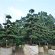16公分造型精品罗汉松基地园林景观树图片