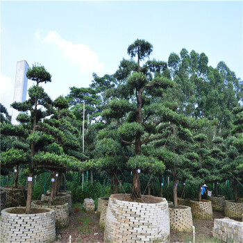 14公分造型罗汉园林景观树