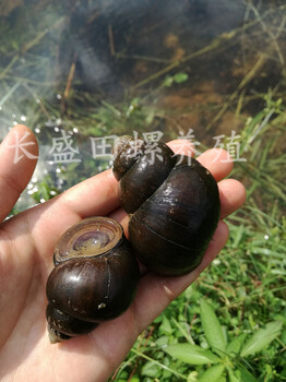 廣東清遠長盛田螺養(yǎng)殖