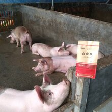 夏季肥猪吃啥上的快猪催肥有哪些好方法图片