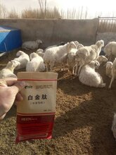 肉牛催肥绿色饲料添加剂牛吃什么长得快图片