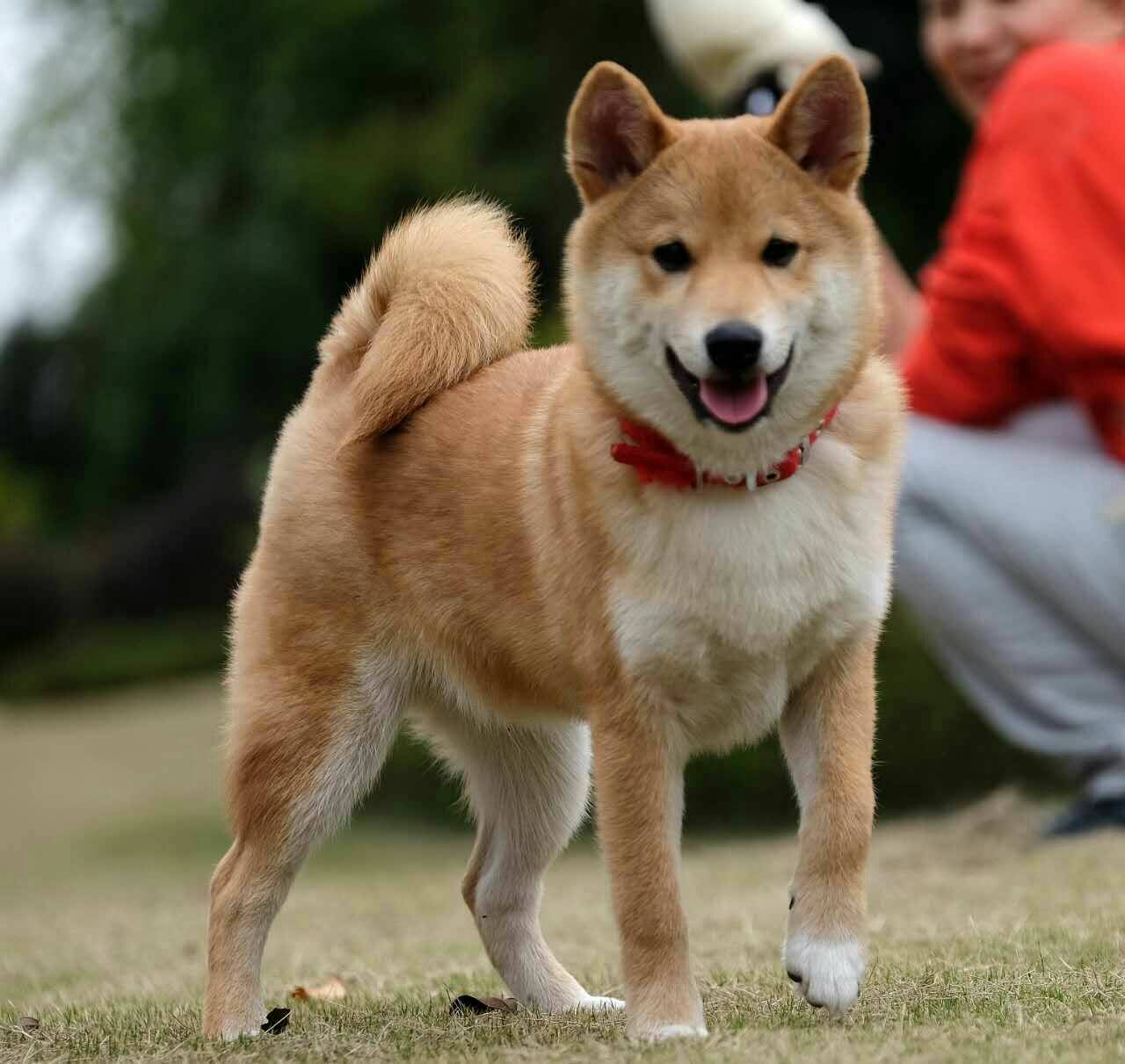 柴犬wink表情包动态