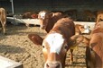 西门塔尔牛犊价格$肉牛价格$小肉牛价格$小牛犊价格
