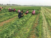 蚂蚁农场大麦若叶青汁是什么制作而成的图片0