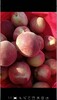 自产自销的无农药，纯天然的桃子。现摘现卖，品种，红桃，毛桃。酸甜口味，