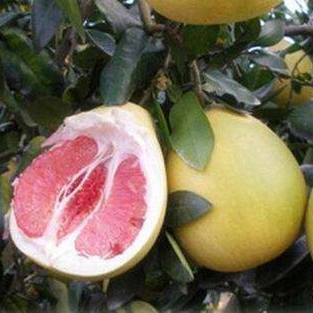 平和县长青商贸大量供应琯溪蜜柚红心蜜柚支持一件代发