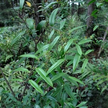 土茯苓韶關(guān)土茯苓產(chǎn)地山里人家特產(chǎn)