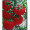大量供應優質大棚專用粉果番茄種子