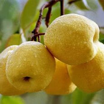 精选砀园牌安徽砀山酥梨2斤装约4只梨子新鲜水果