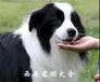 西安边境牧羊犬价格西安边境牧羊犬多少钱