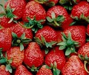 合肥市草莓保鲜冷藏库厂家建设图片