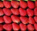 安徽芜湖草莓保鲜冷藏库厂家建设图片