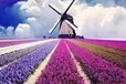 供应大型风车主题展风车模型展览荷兰风车租赁出售