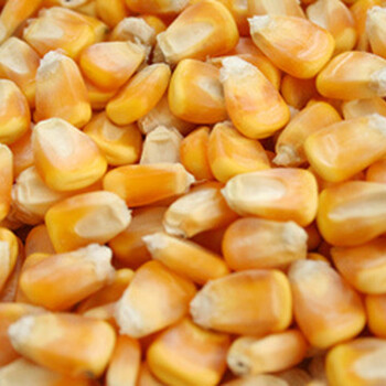 常年求购玉米黄豆高粱荞麦等农副产品