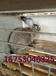 江苏省杂交野兔养殖场哪里有卖杂交野兔种兔的吗图片