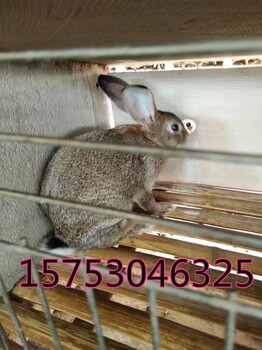 江苏省杂交野兔养殖场哪里有卖杂交野兔种兔的吗