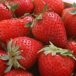 乌兰察布草莓保鲜库厂家建设图片0
